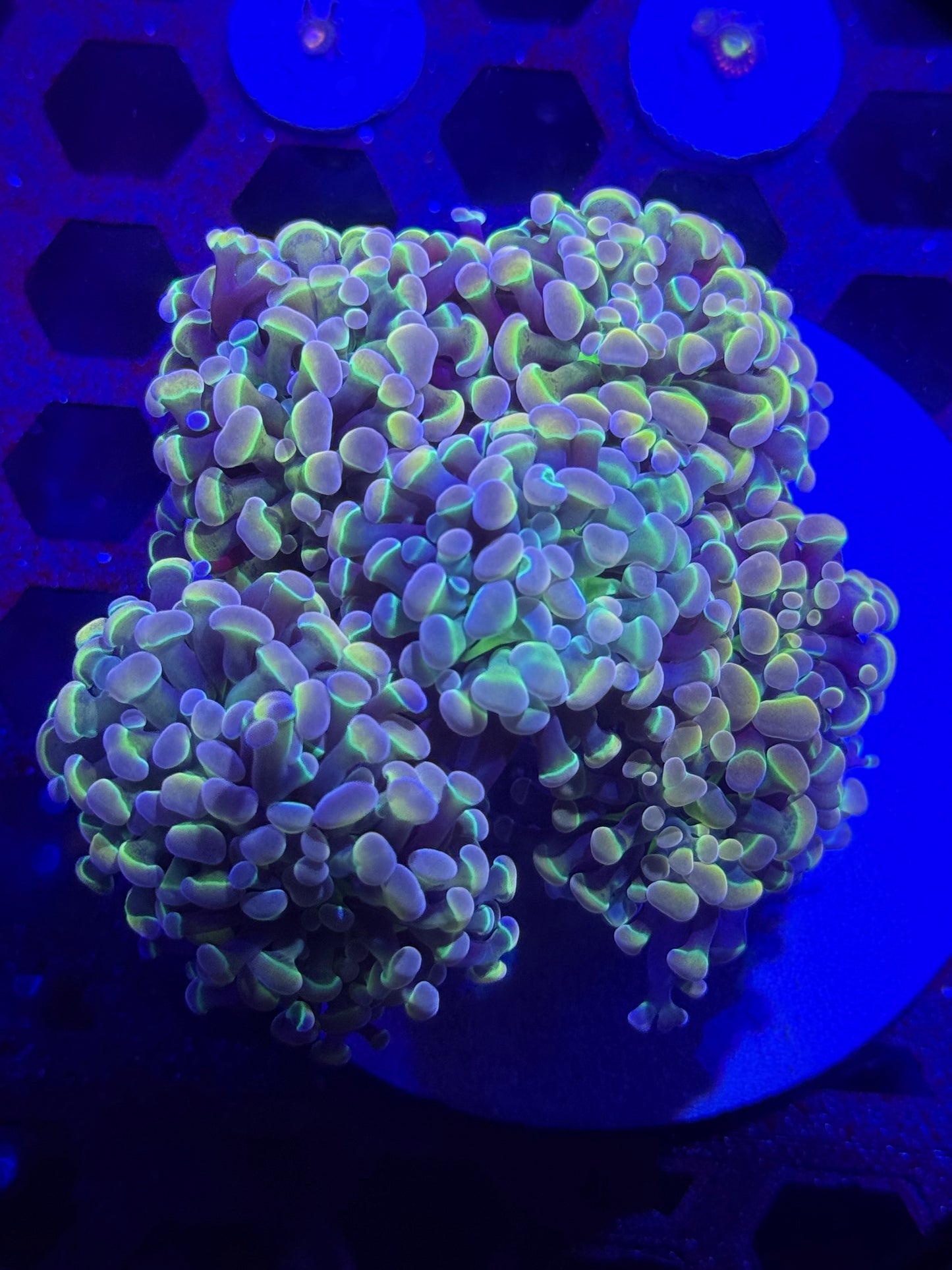 Aquacultured True Hologram Hammer Coral Colony – WYSIWYG