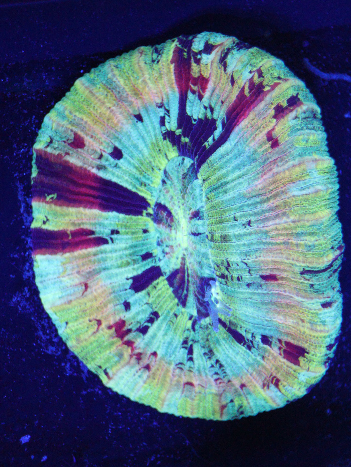 GS Nano Rainbow Trachy (2 Inch)
