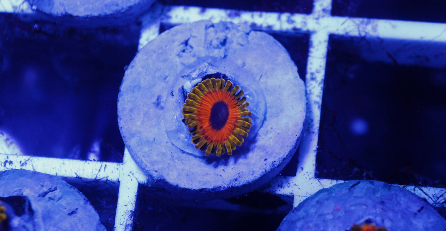 Great Owl Zoa