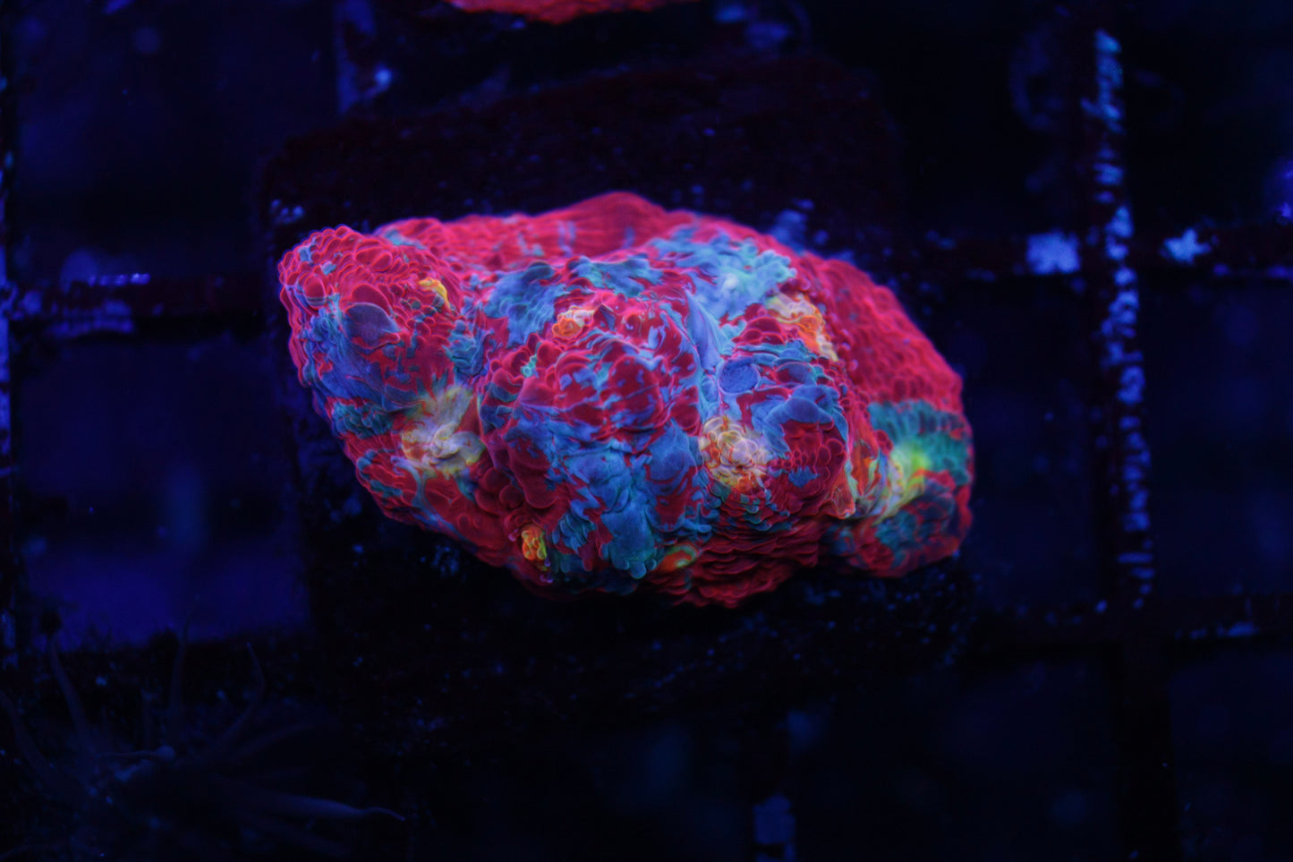 Rainbow Chalice