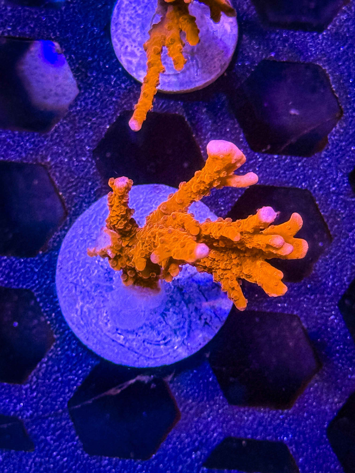 Jake Adams' Manila Spy Montipora – WYSIWYG #6