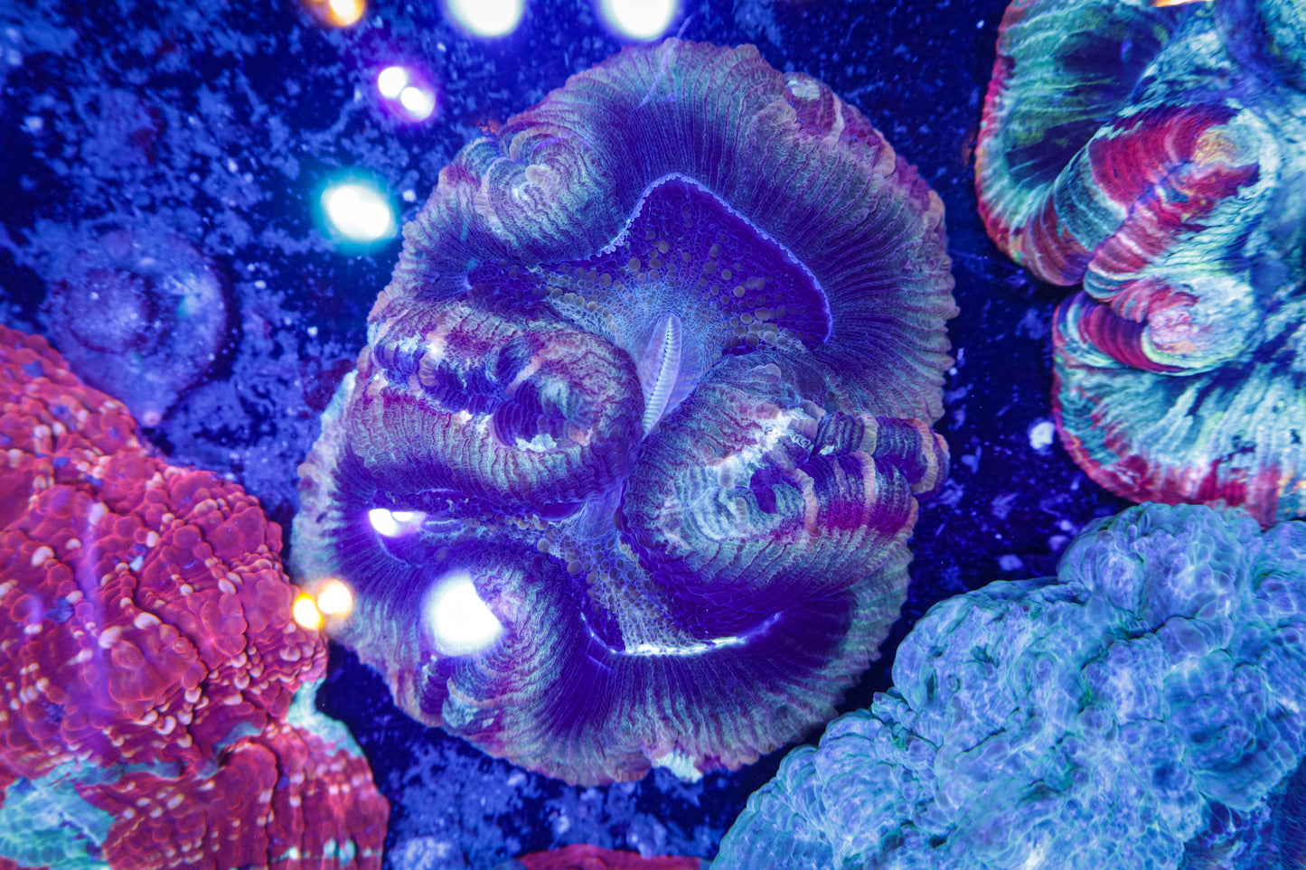 Indo Rainbow Wellsophyllia