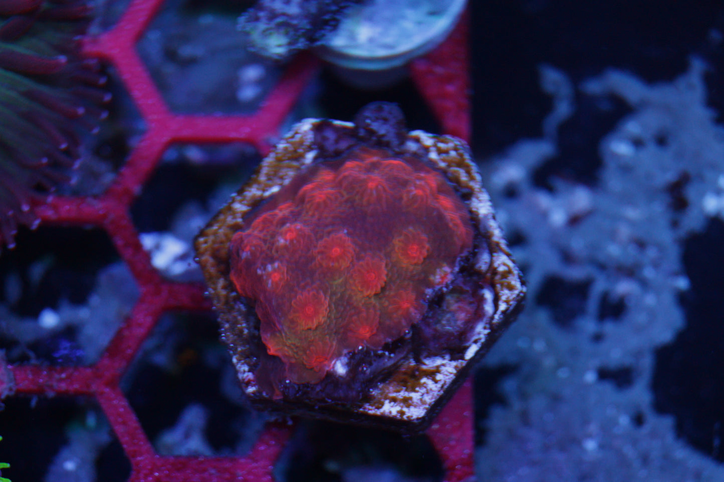 Lava Flow Cyphastrea