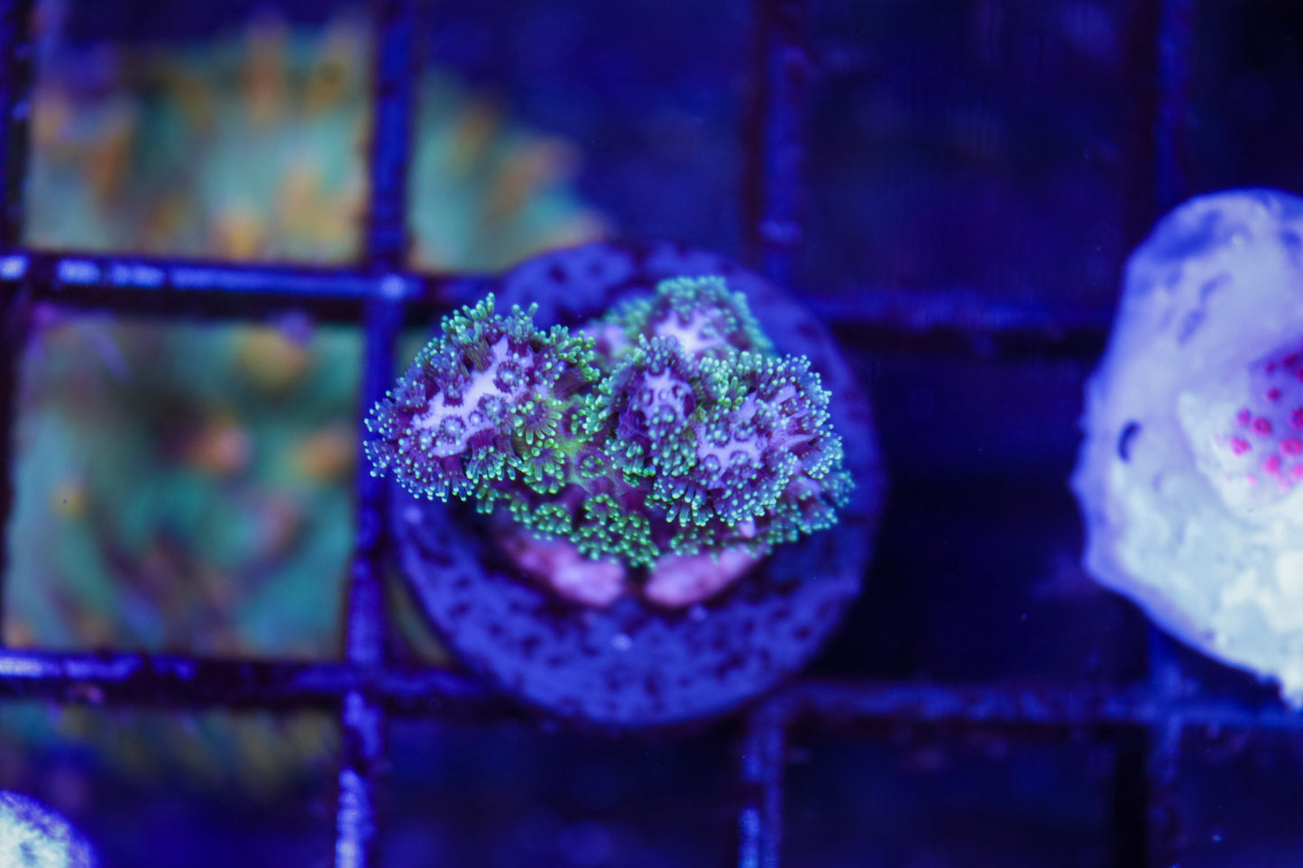 Green Pocillopora