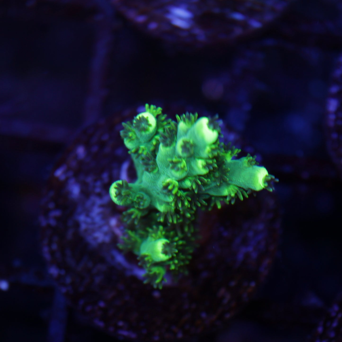 TCK Pikachu Acropora