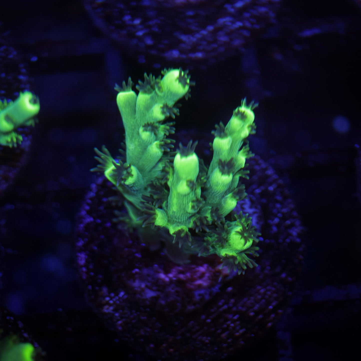 TCK Pikachu Acropora