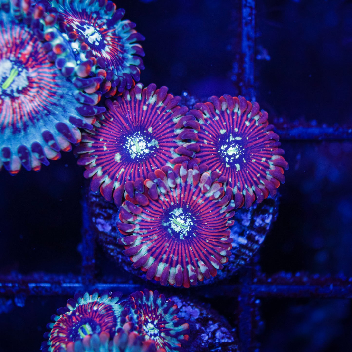 Magicians Zoas