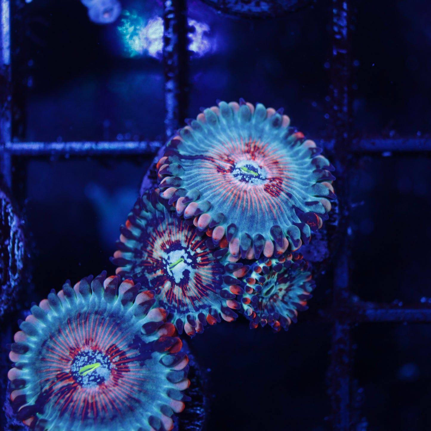 CB White Zombie Zoas