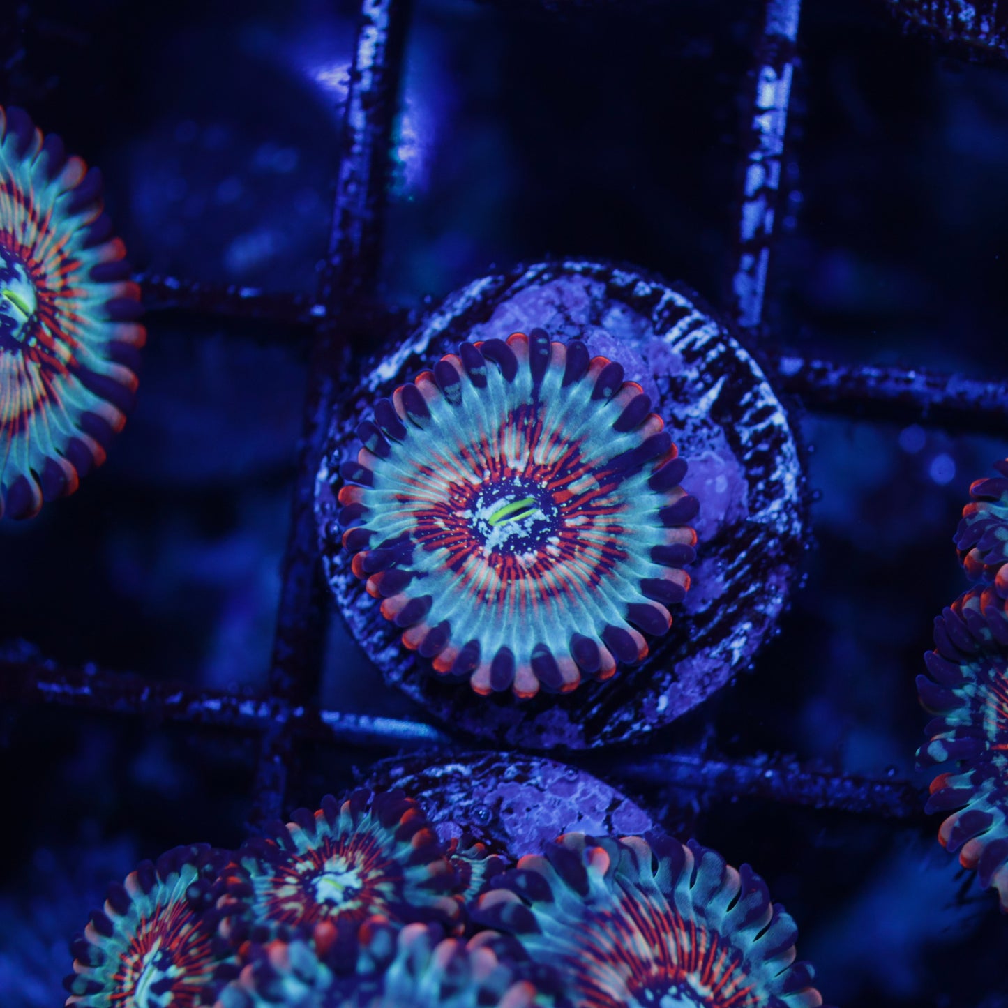 CB White Zombie Zoas