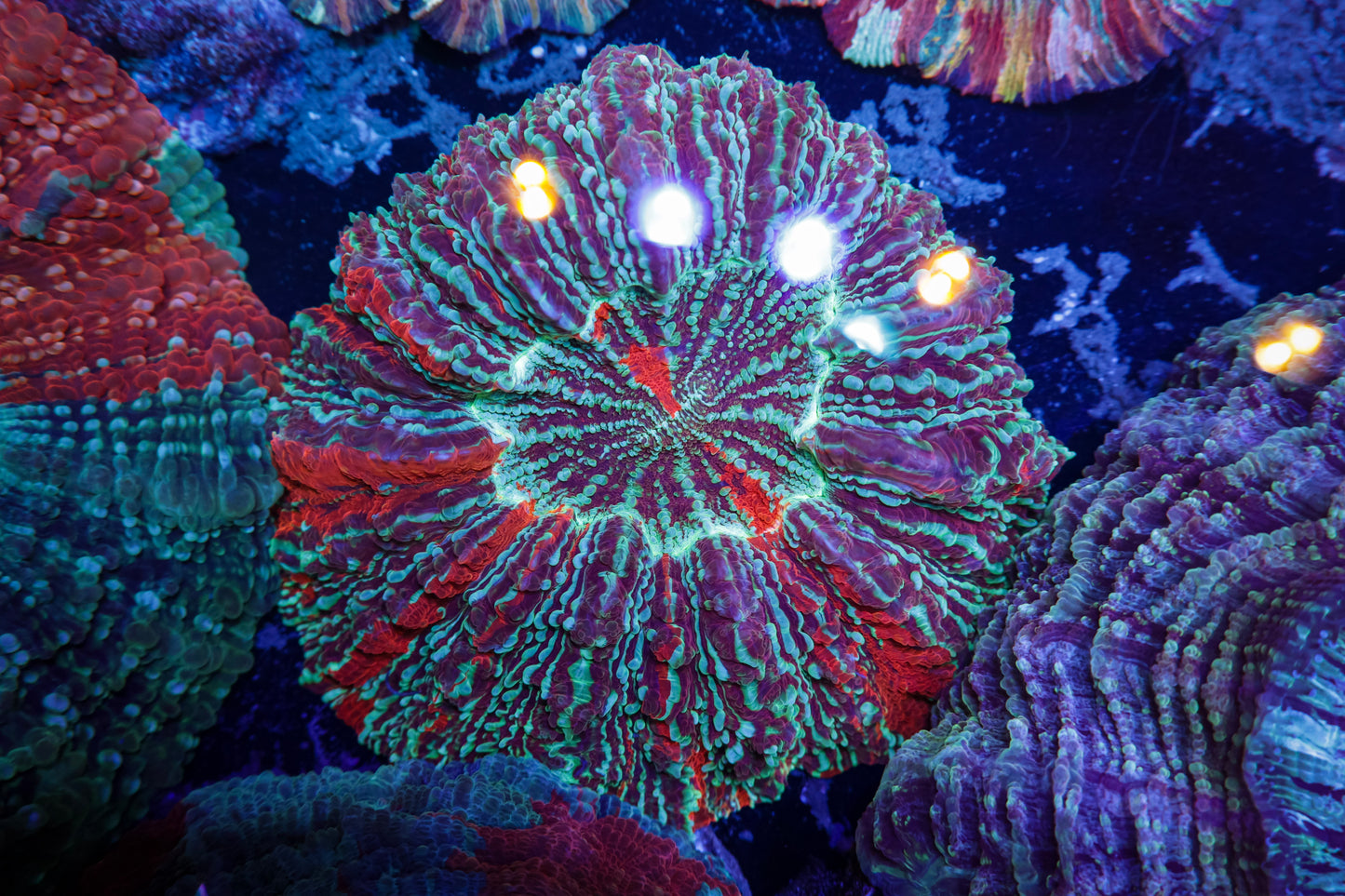 GS Mind Melt Acanthophyllia