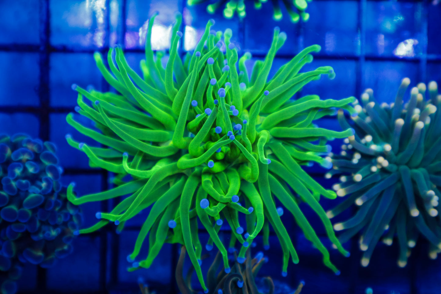 Indo Lime Torch