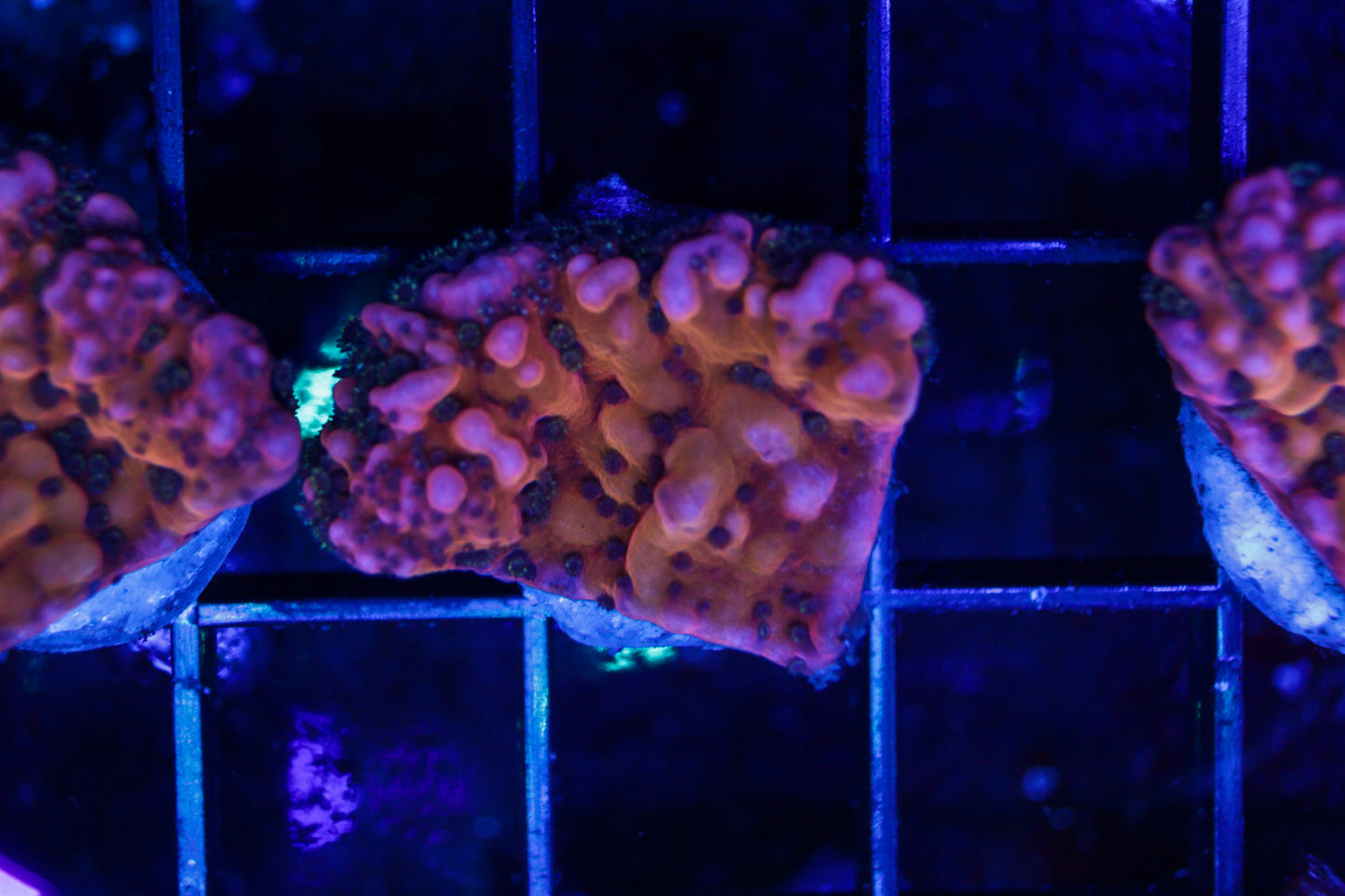 Lava Lamp Monti