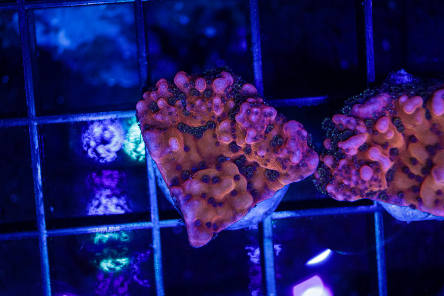 Lava Lamp Monti