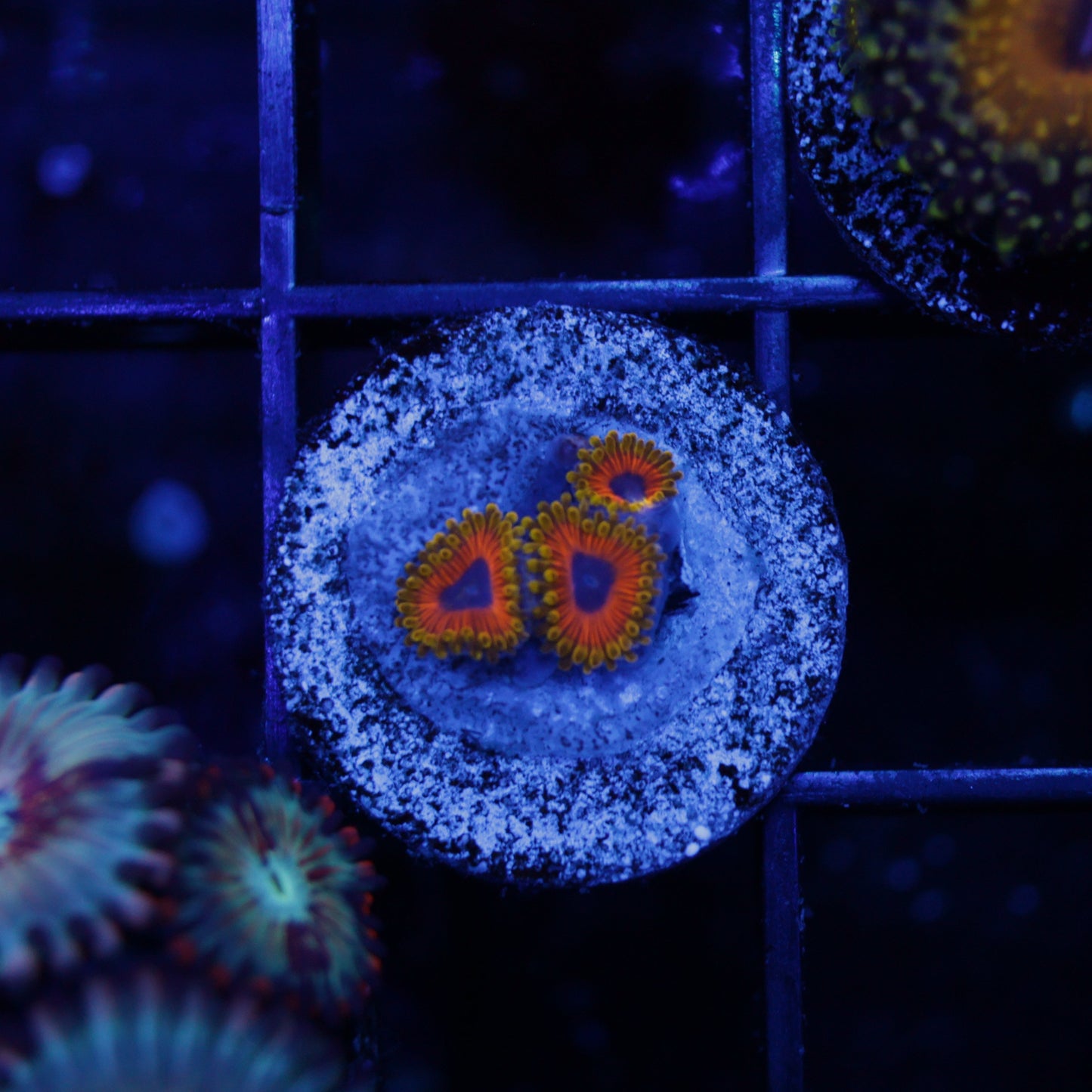 GREAT OWL ZOAS