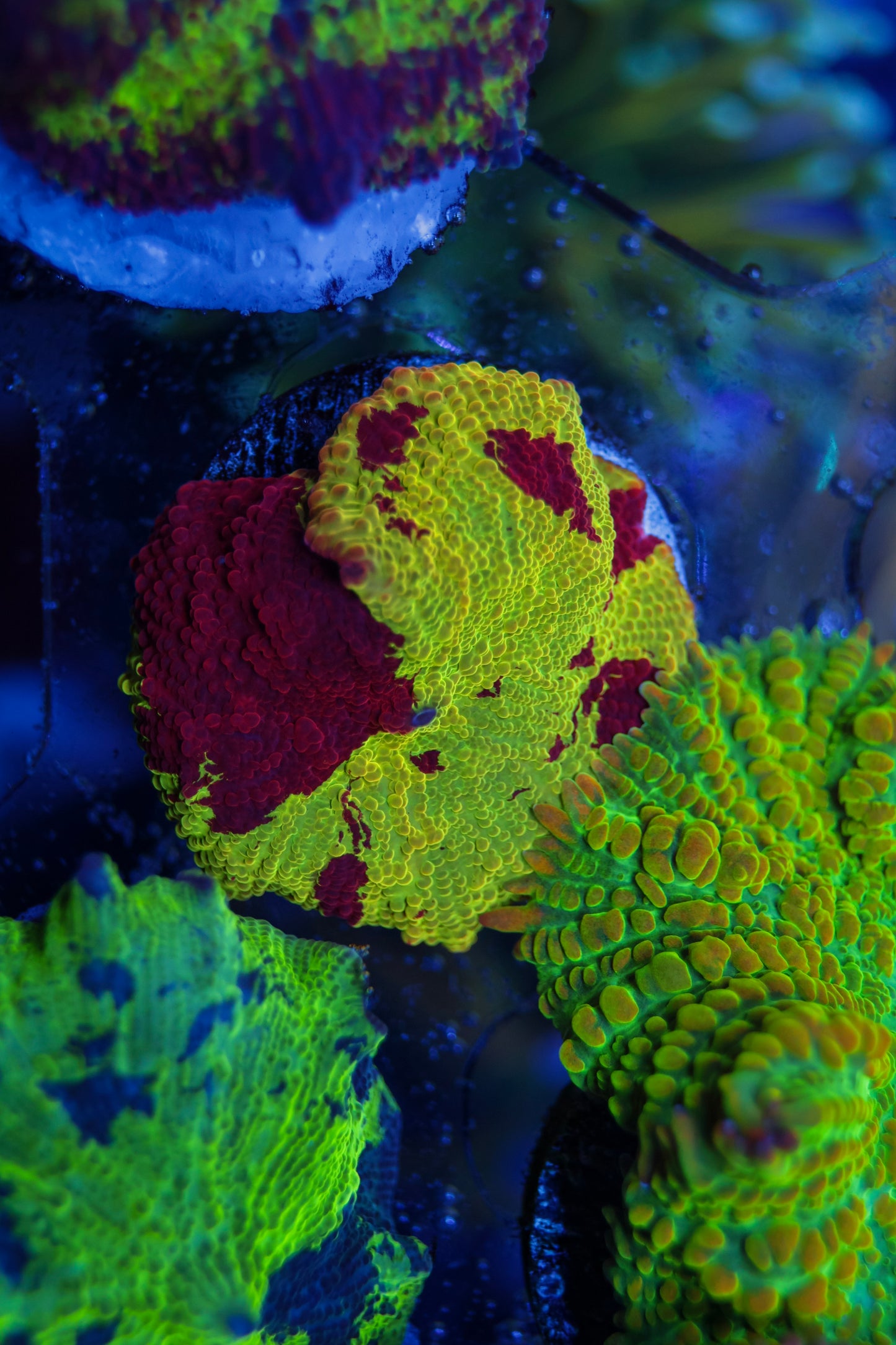 Electus Jawbreaker Mushroom