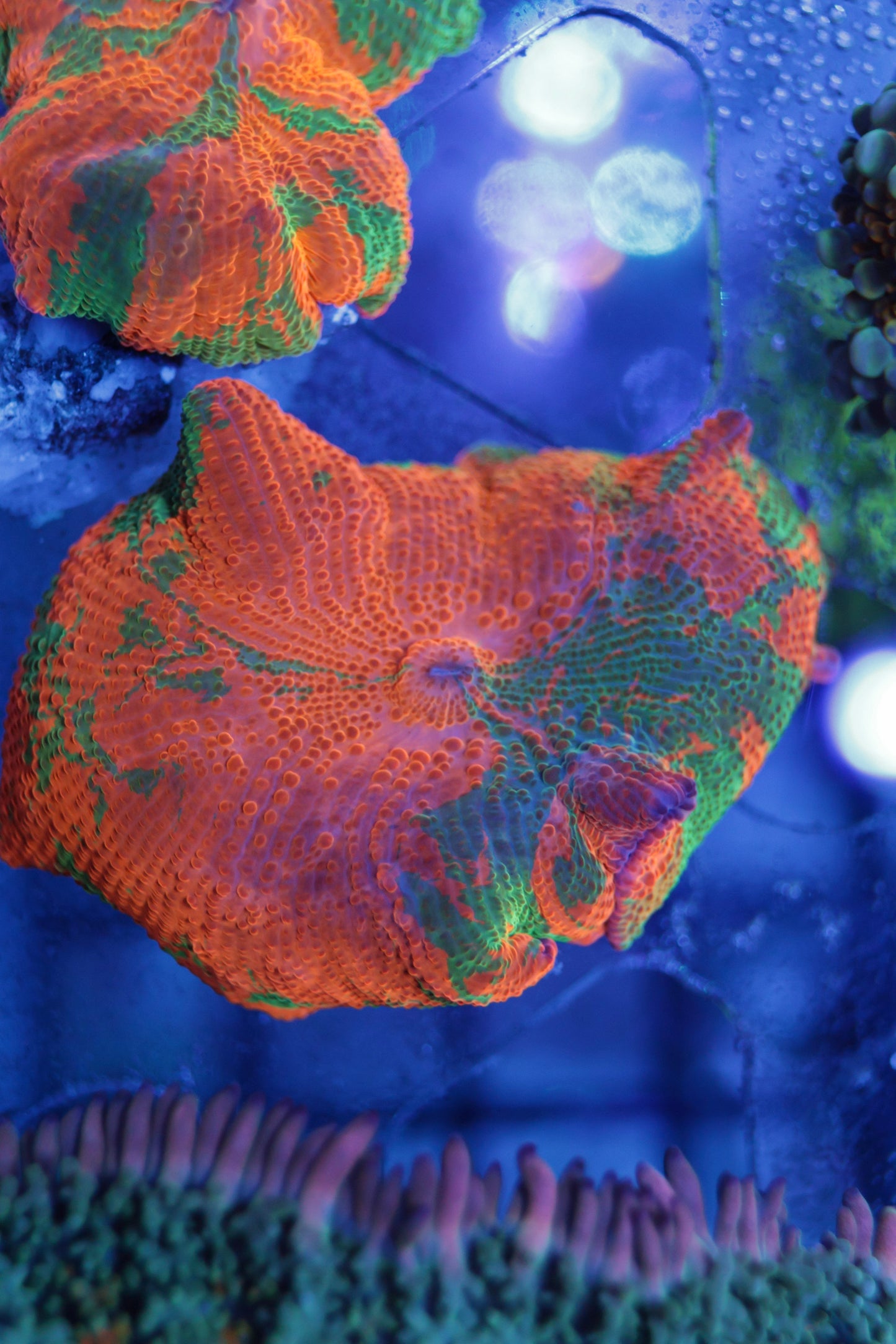 Candy Crush Electus Mushroom