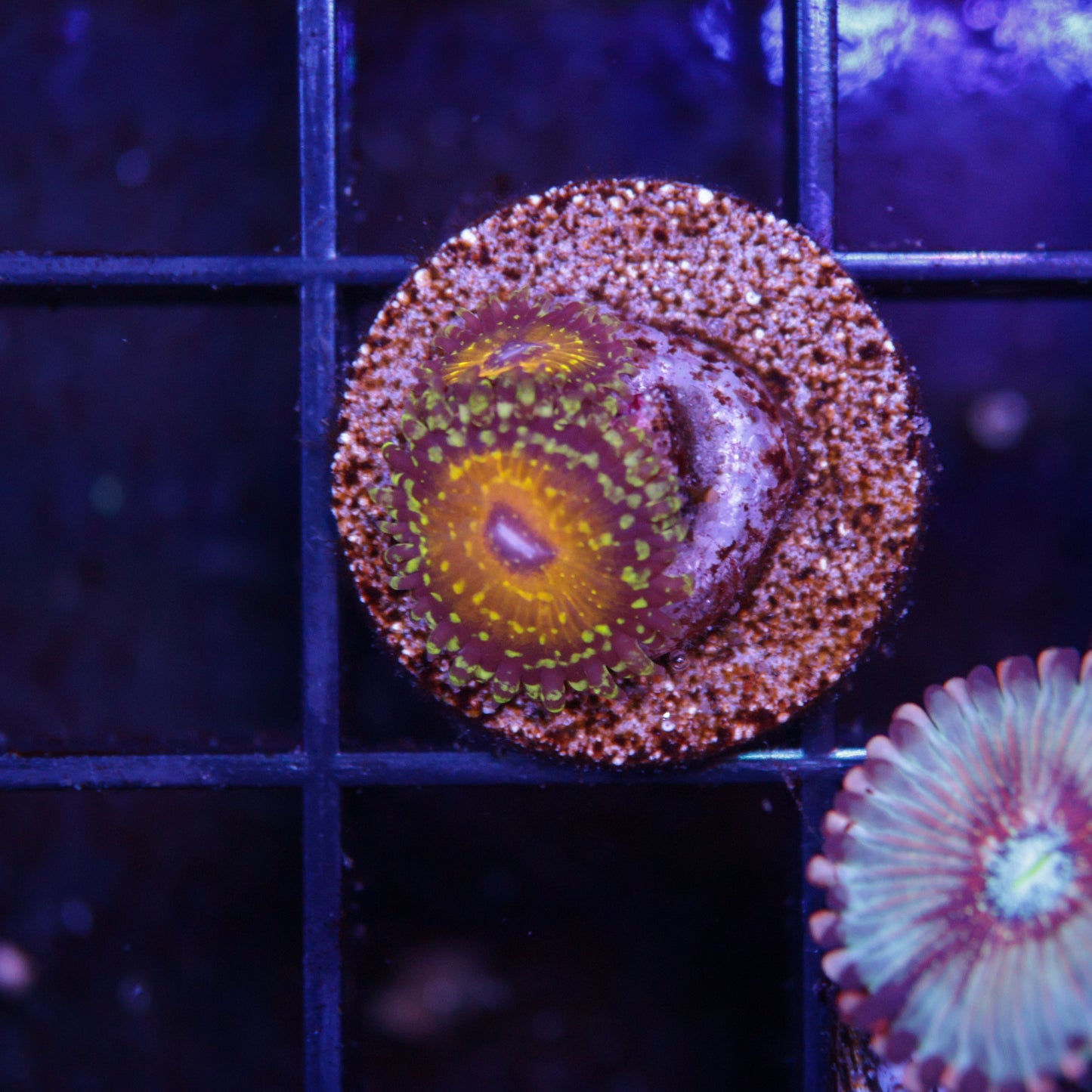 Godbeast Zoa