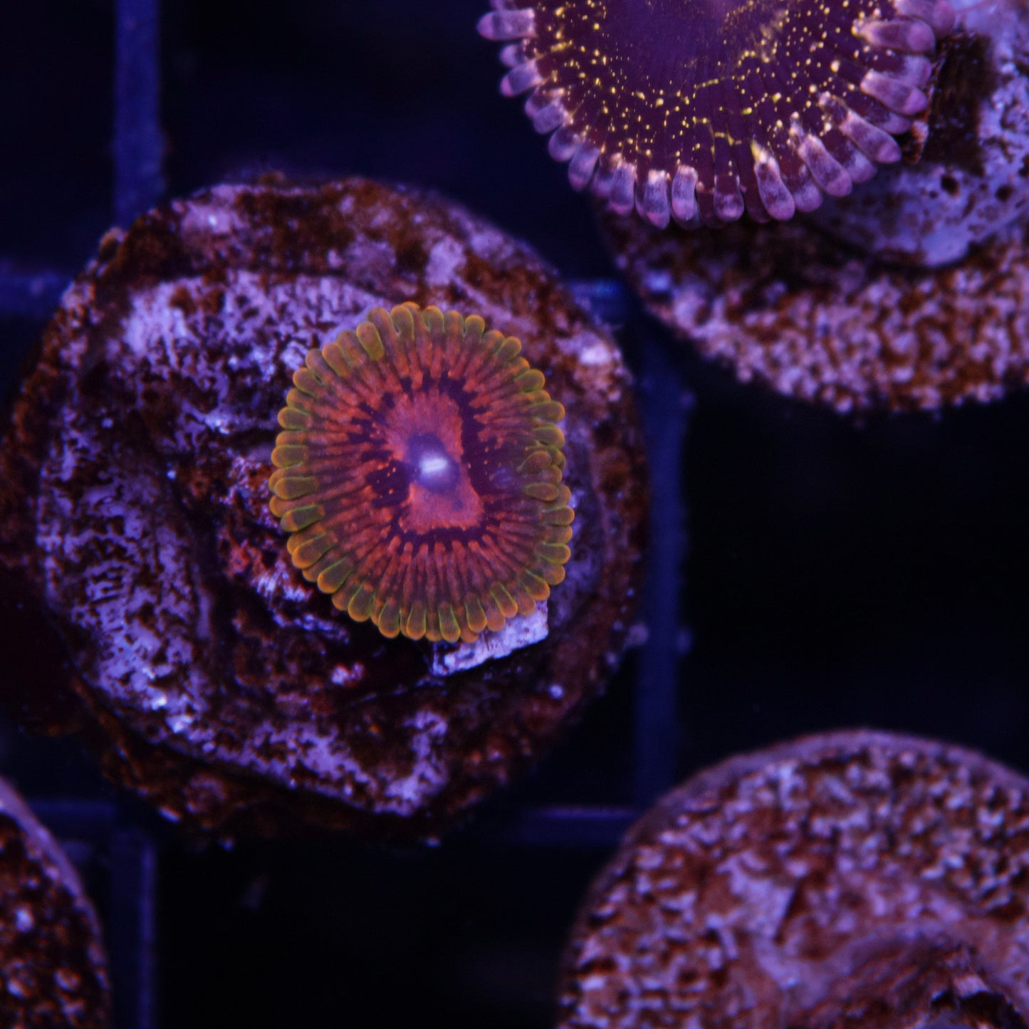 GMK Zoas