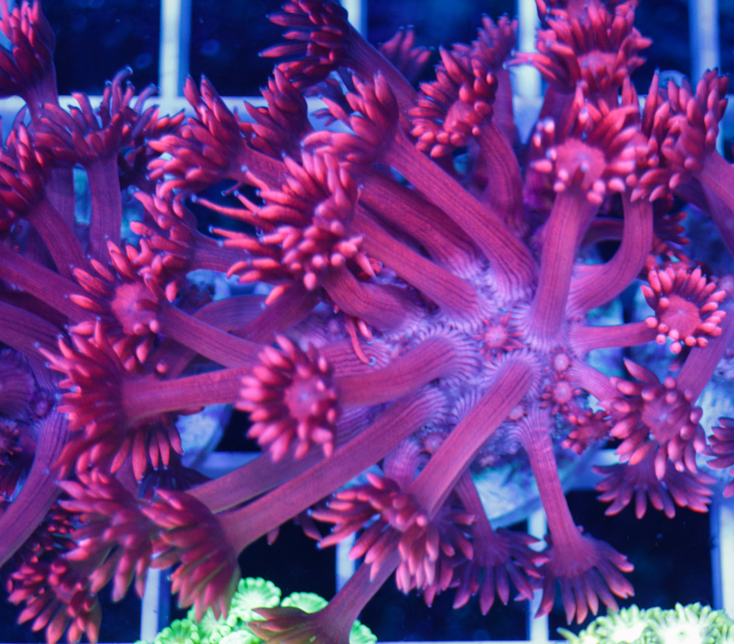 GS Valentine's Goniopora