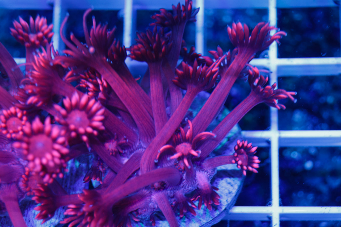 GS Valentine's Goniopora