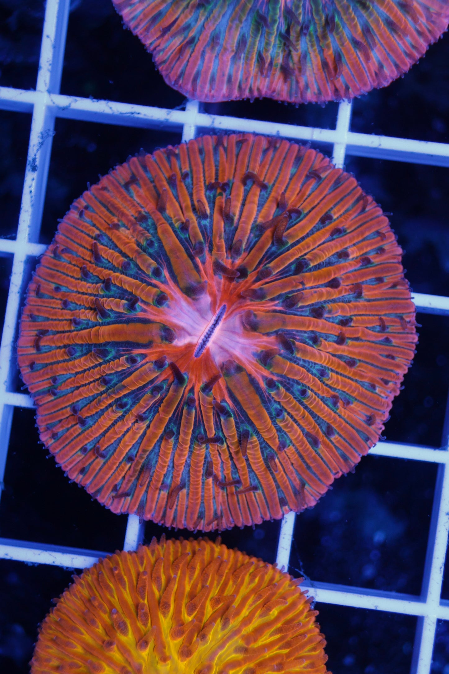 Fungia Plate