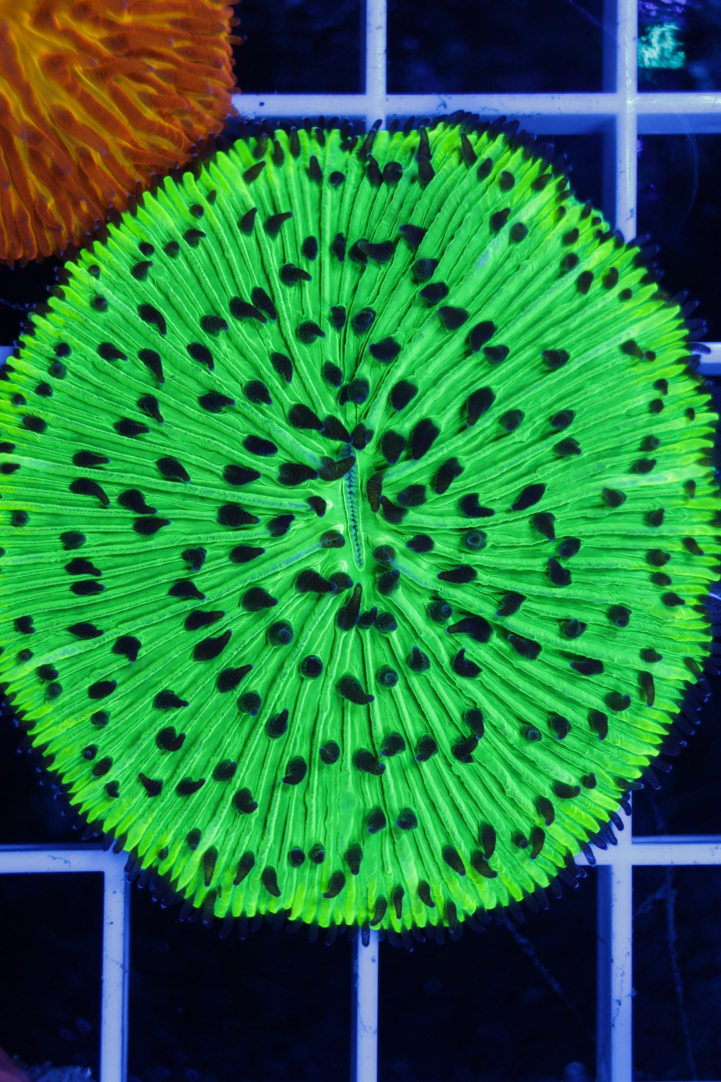 Fungia Plate
