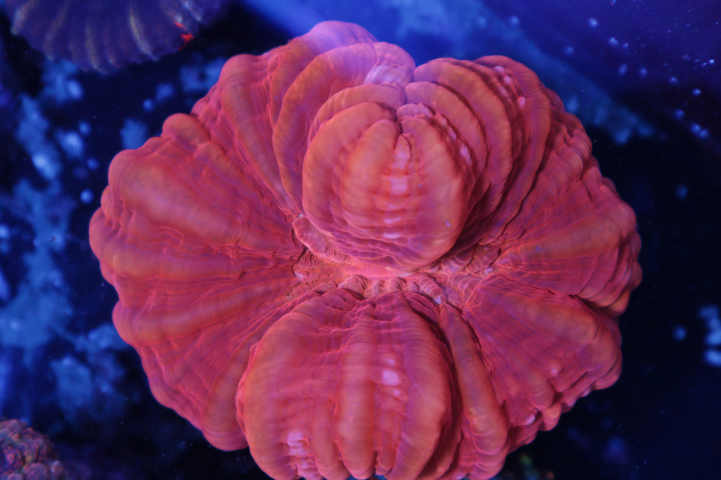 Cynarina Coral