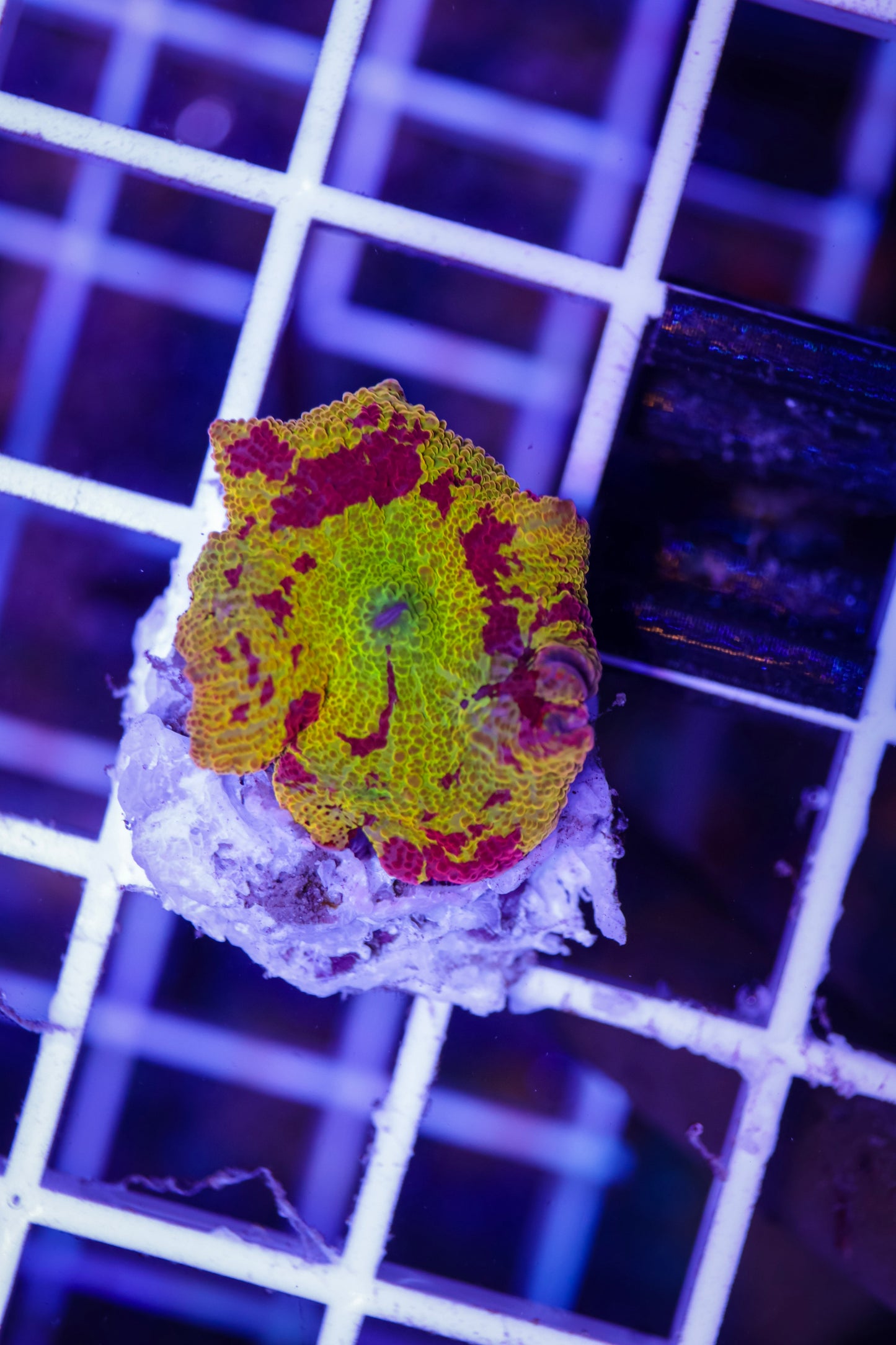 Electus Jawbreaker Mushroom