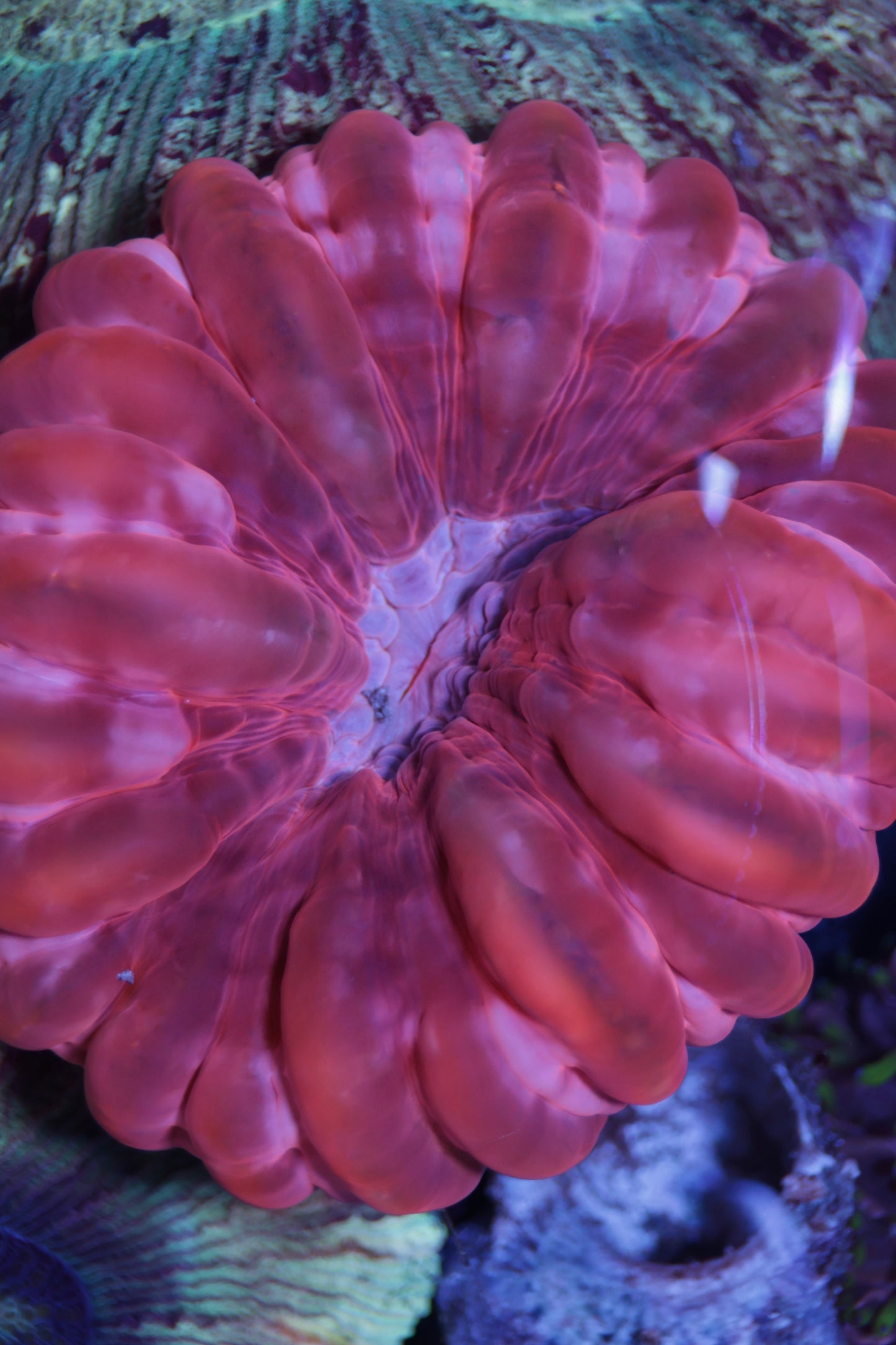 Cynarina Coral