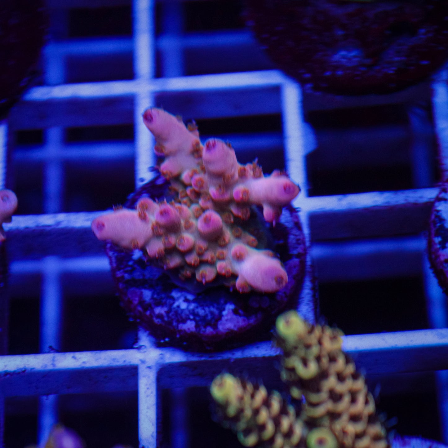 WWC WTF Acropora