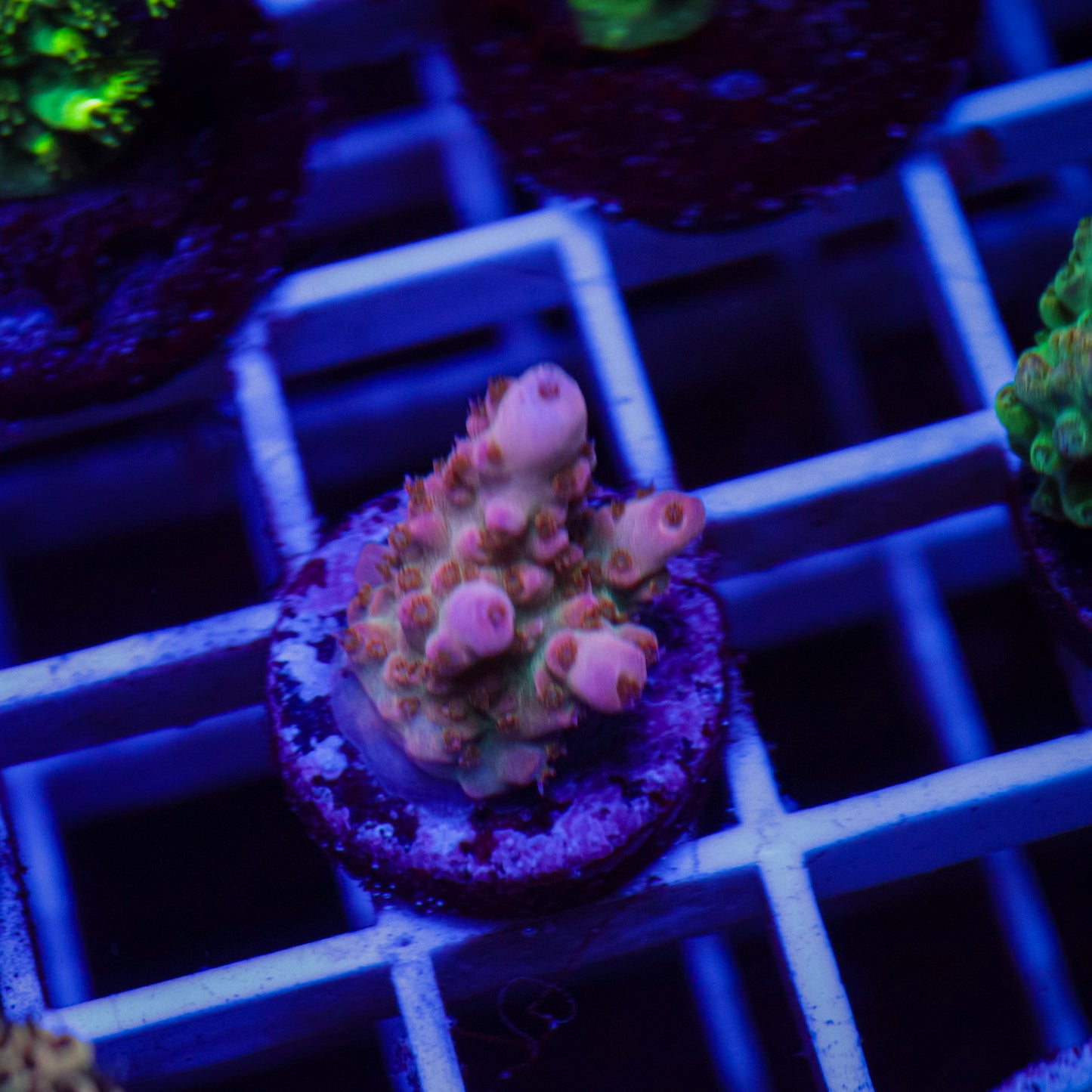 WWC WTF Acropora