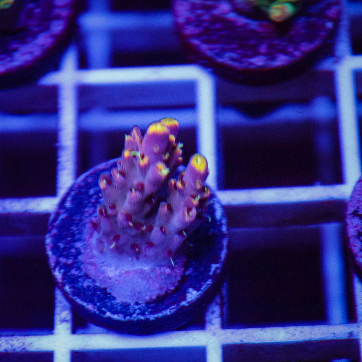TSA Spyro The Dragon Acropora