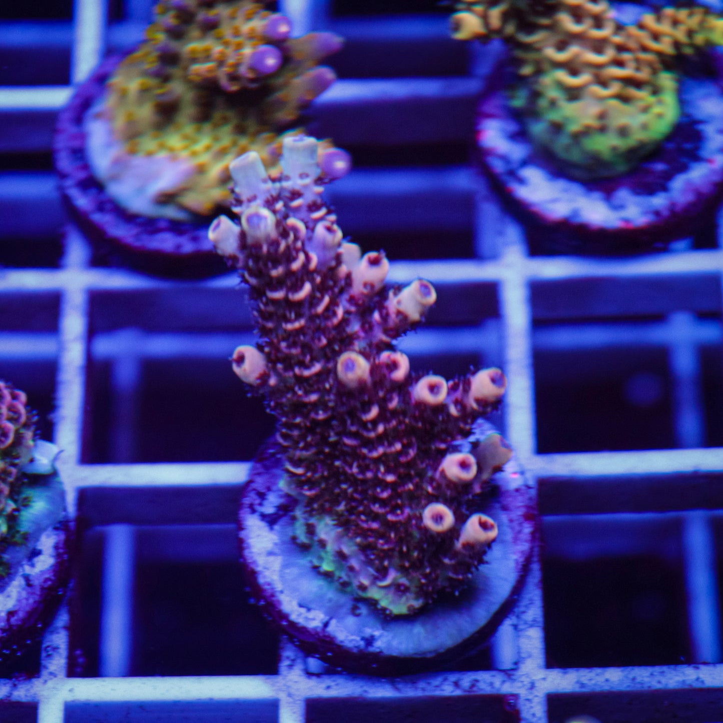 GB Raspberry Mint Acropora