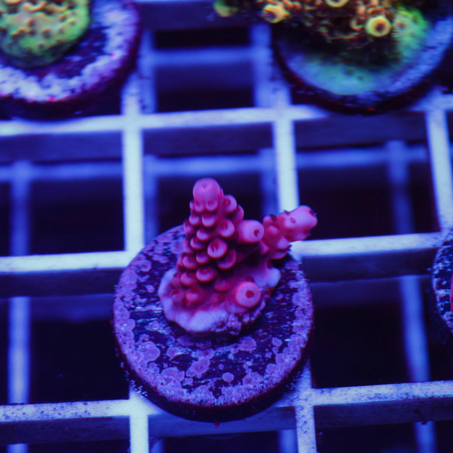 BC Adam Bomb Acropora