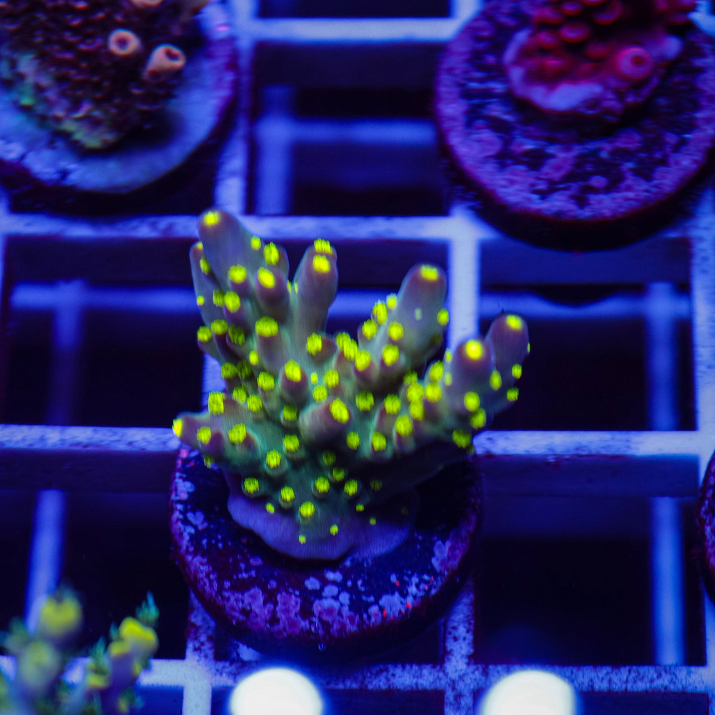 Bonsai Acropora