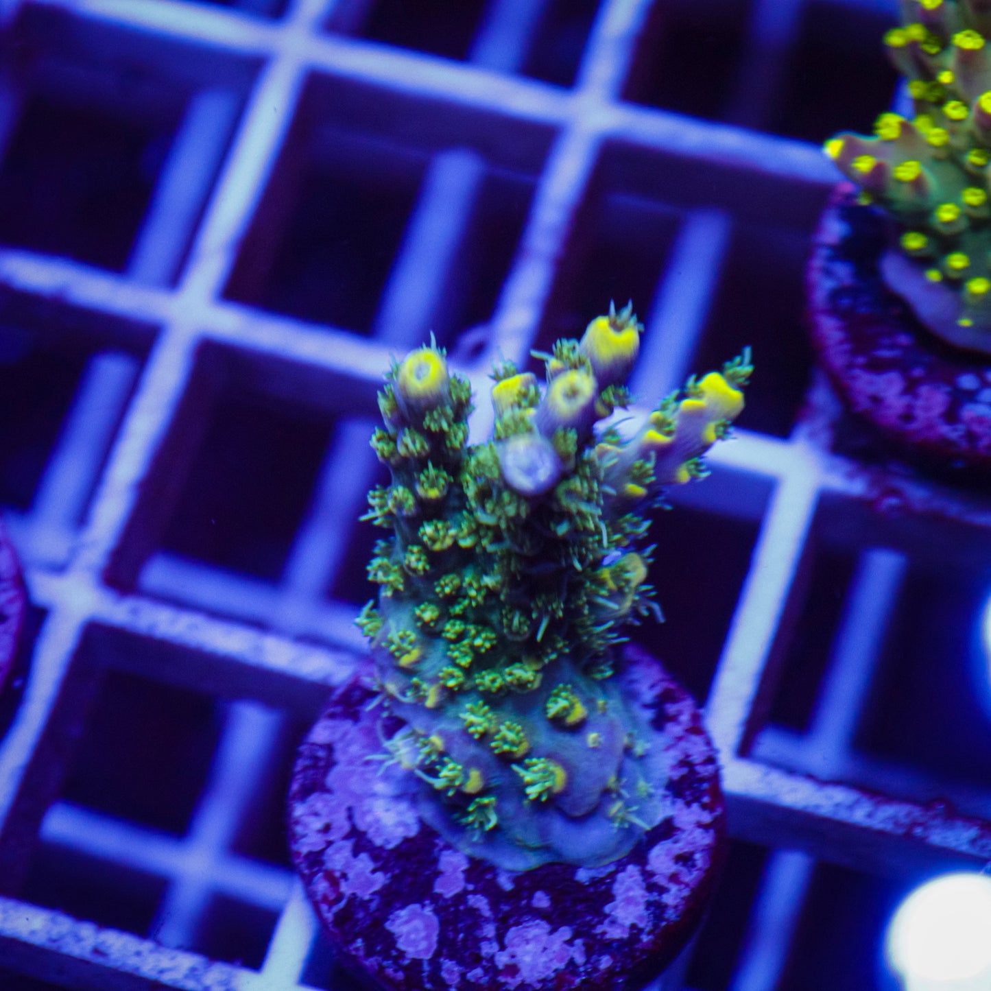 BC Awarewolf Acropora