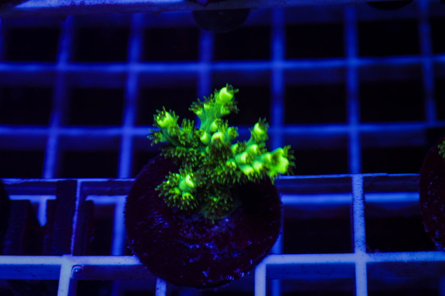 TCK Pikachu Acropora