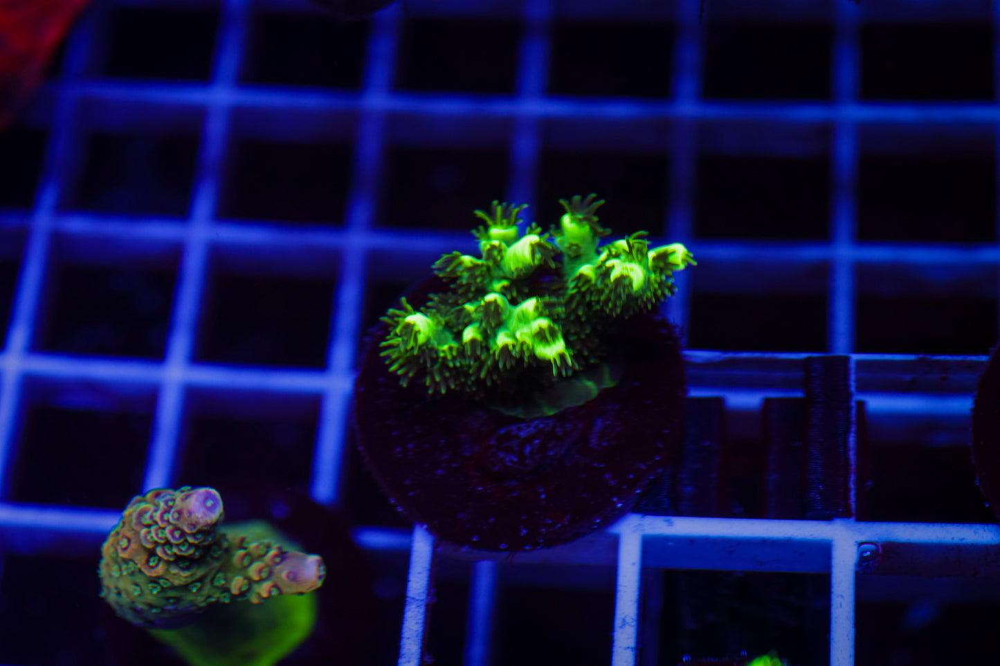 TCK Pikachu Acropora