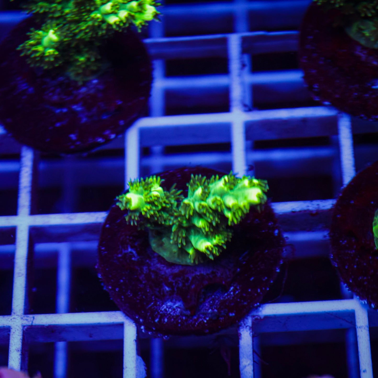 TCK Pikachu Acropora