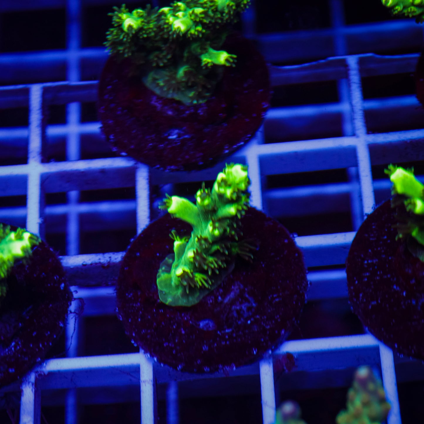 TCK Pikachu Acropora
