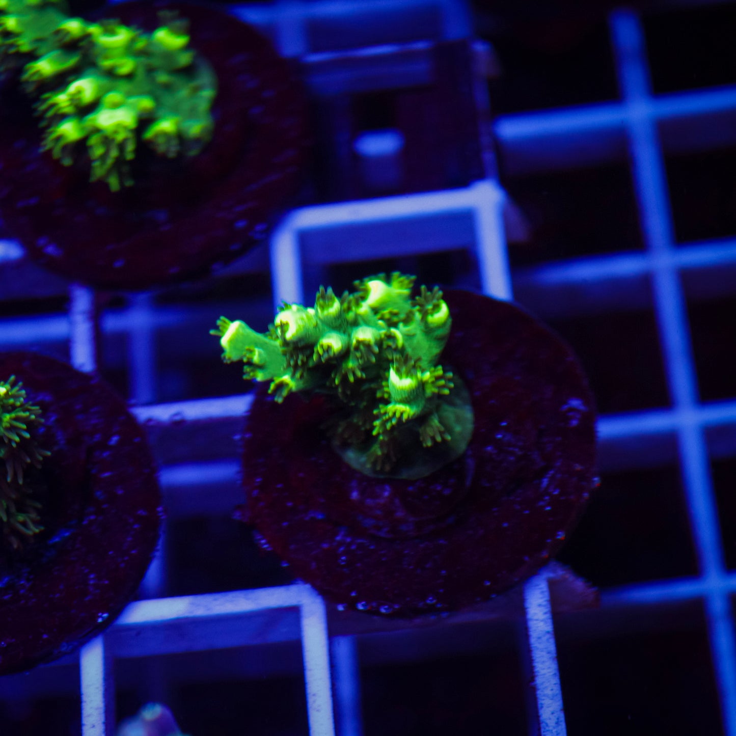 TCK Pikachu Acropora