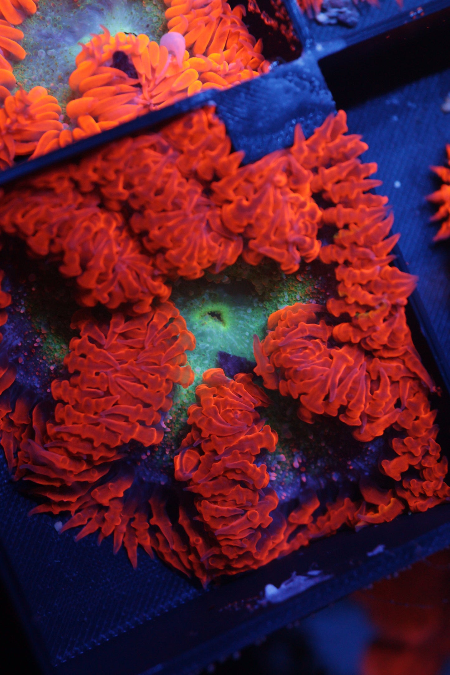 Rock Flower Anemone