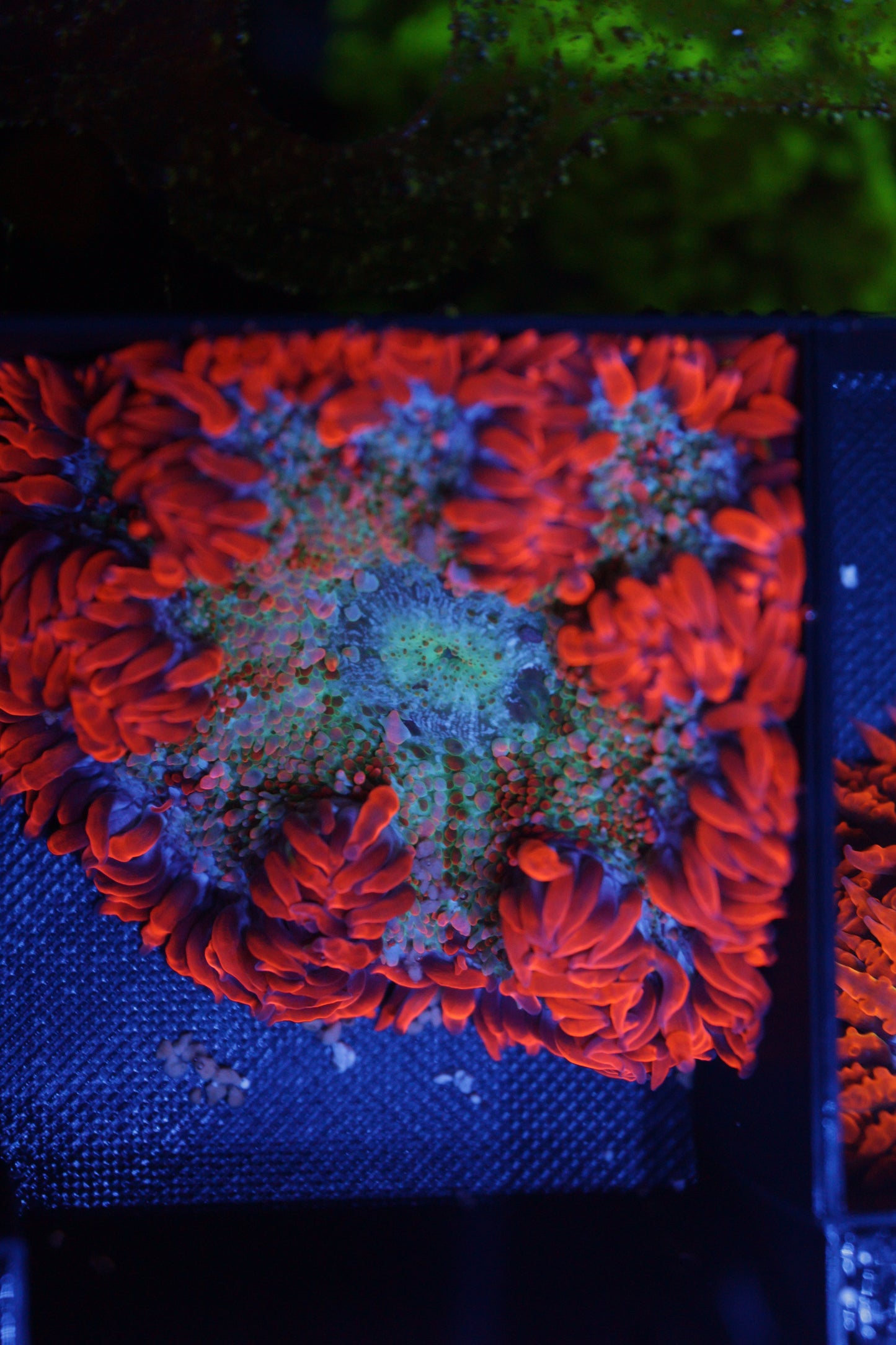 Rock Flower Anemone