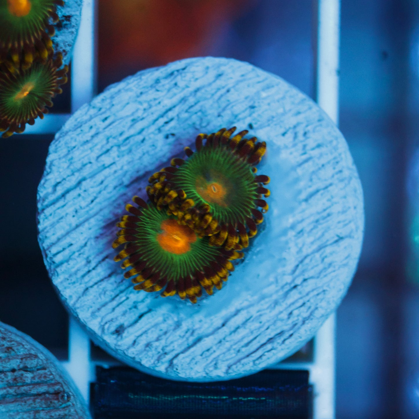 Green Bay Packers Zoas
