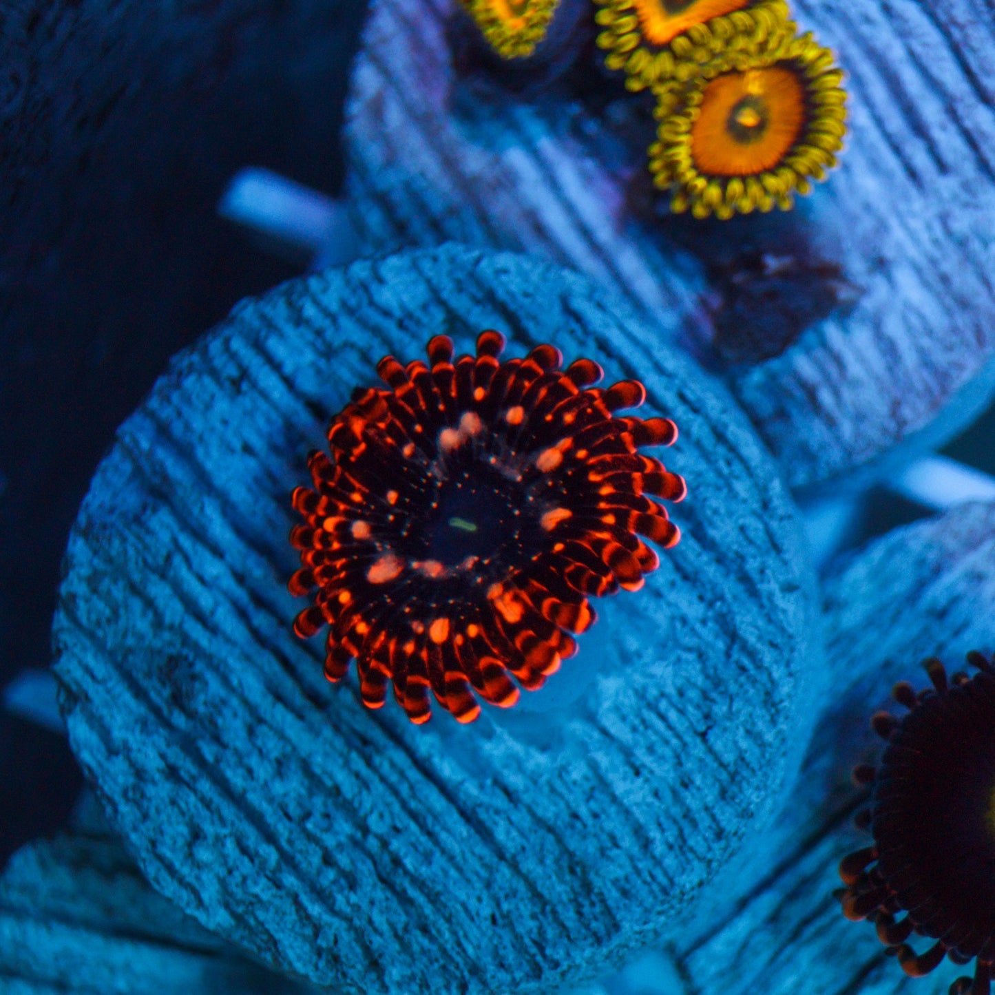 Utter Chaos Zoa
