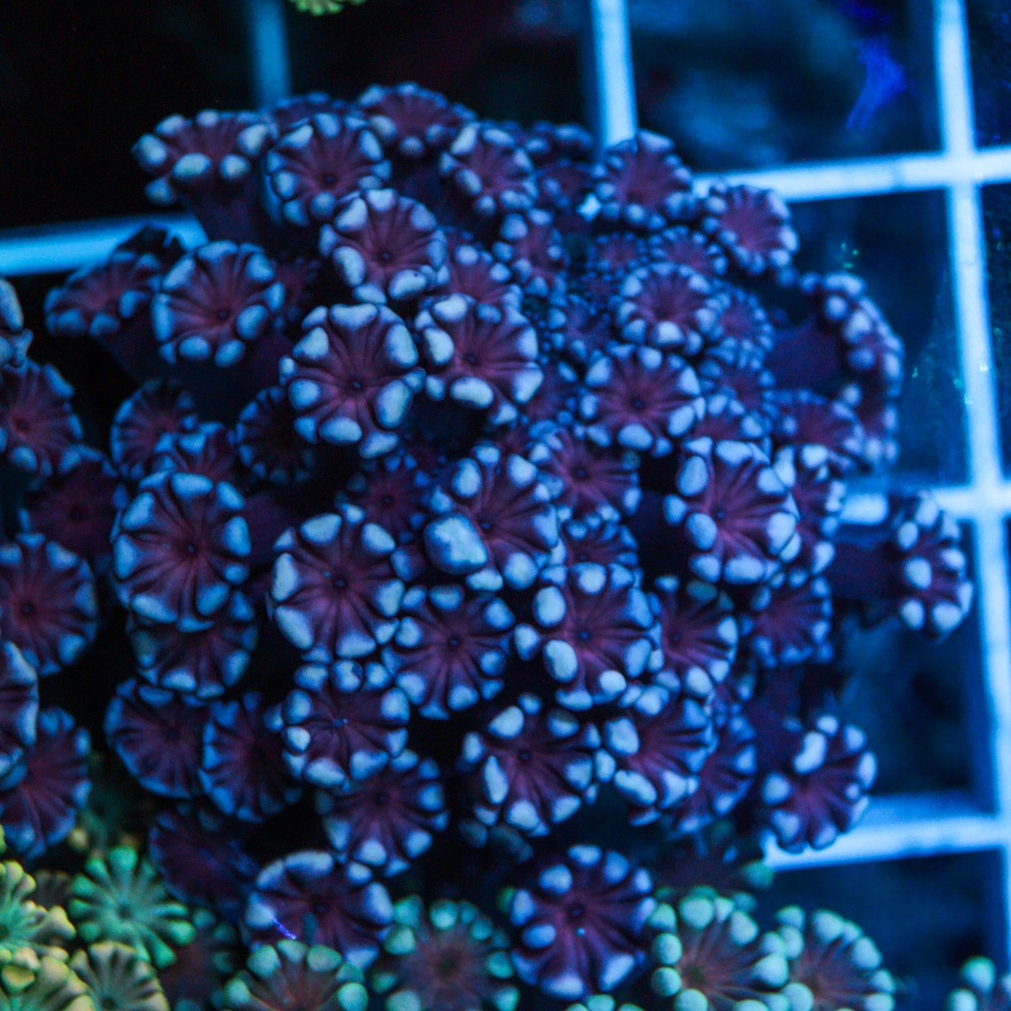 GSC Ron Burgundy Alveopora