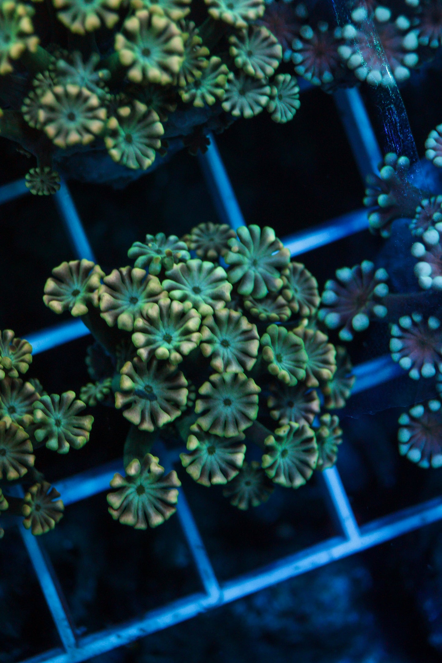 GSC Lucky Charms Alveopora