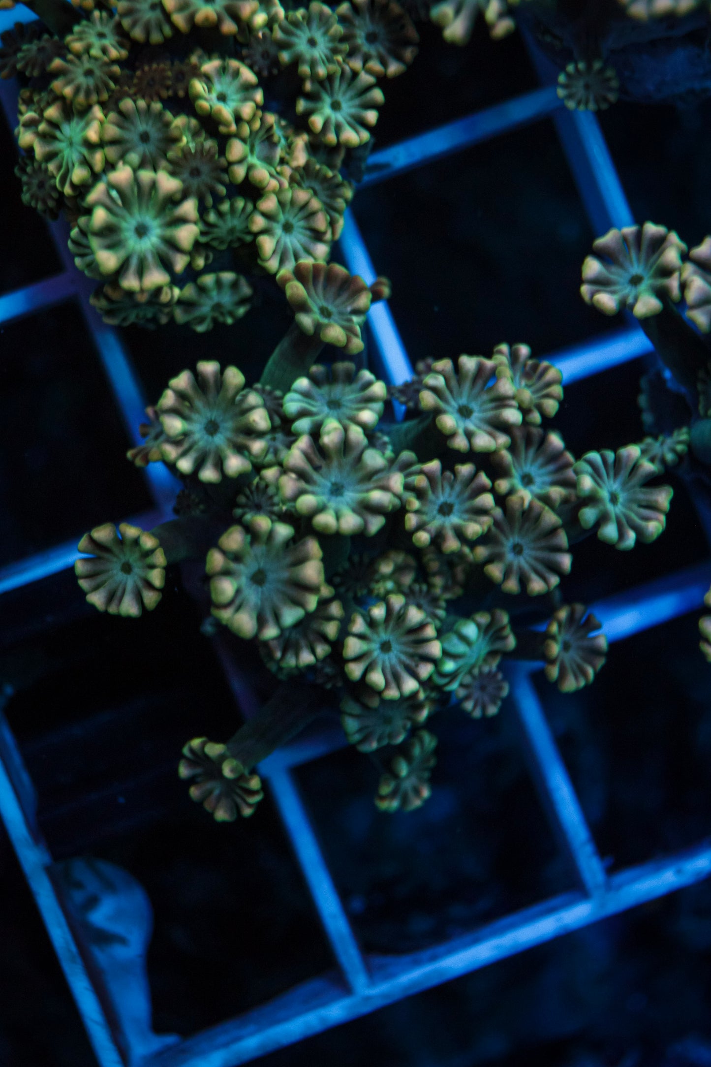 GSC Lucky Charms Alveopora