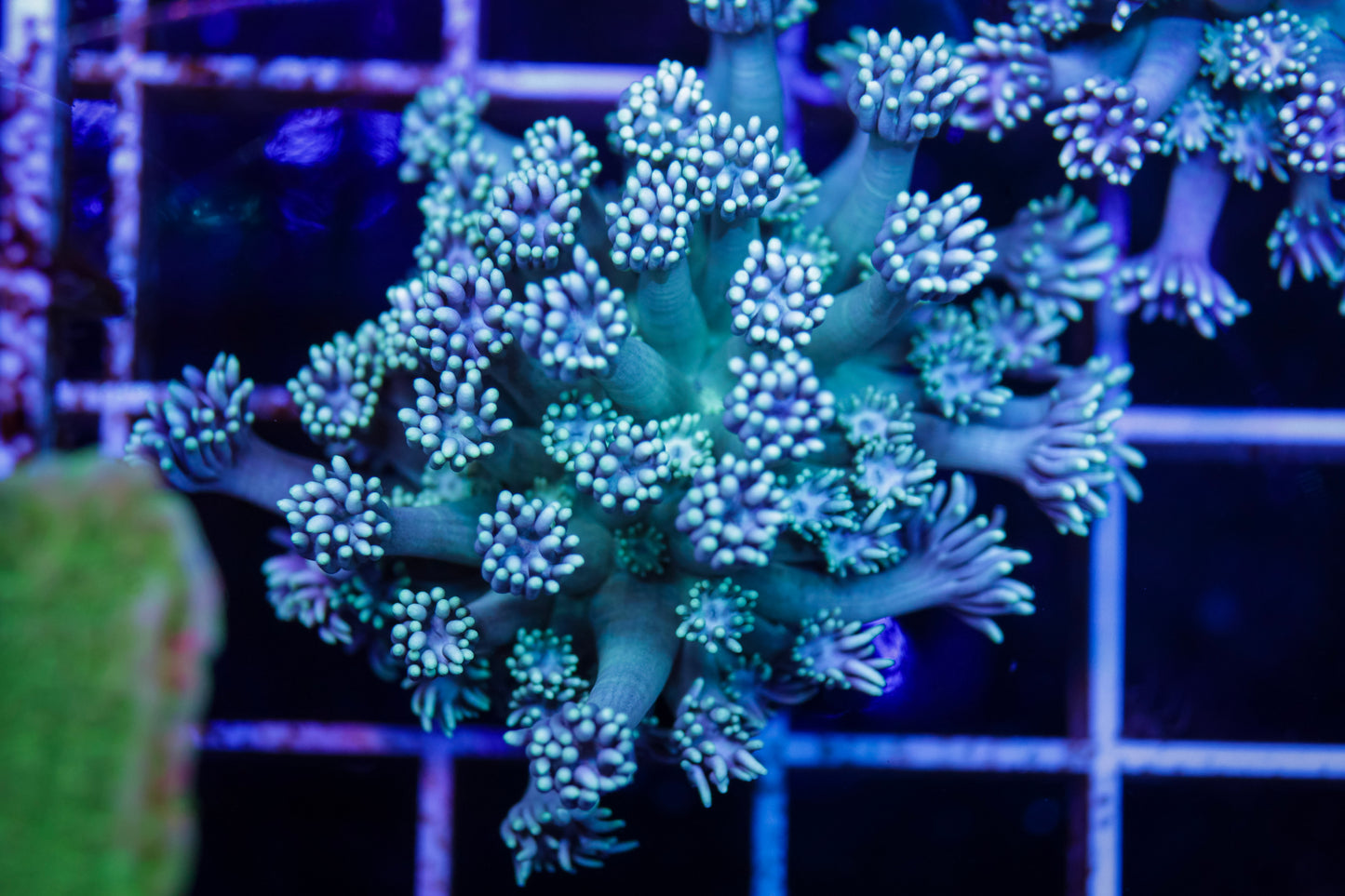 Goniopora