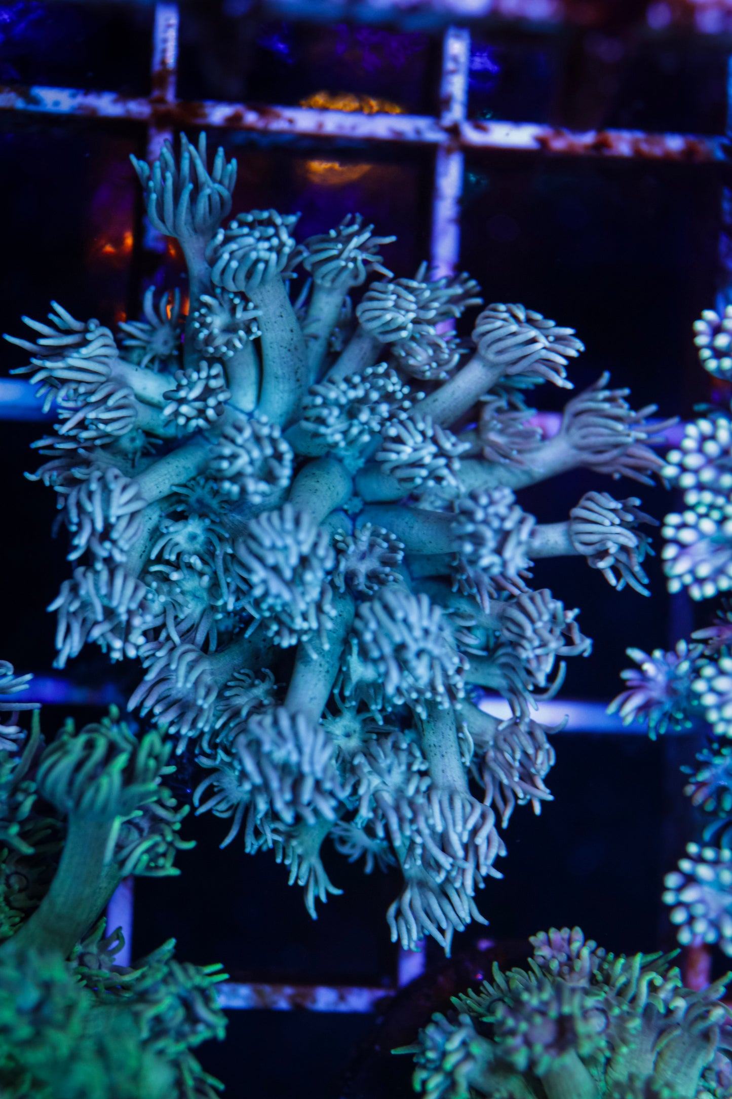 Goniopora